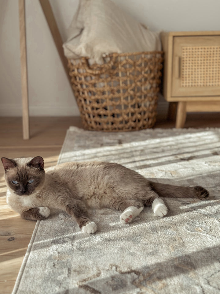 Seasons Mauritius Transitional Rug